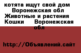 котята ищут свой дом - Воронежская обл. Животные и растения » Кошки   . Воронежская обл.